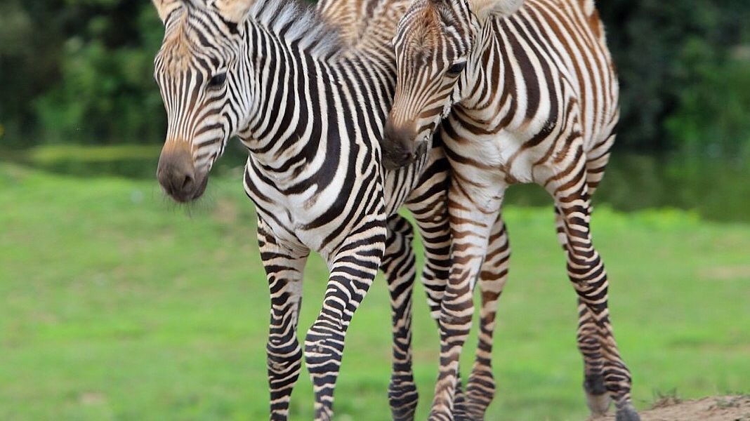 V zoo Dvůr se loni narodilo šest zeber, z toho dvě velmi vzácné